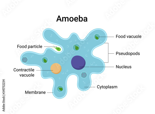 Vector illustration of amoeba anatomy. Educational structure