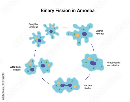Binary fission in amoeba. Vector educational illustration
