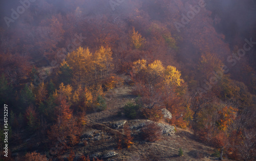  Landscape of autumn forest and beautiful yellow trees and little fog