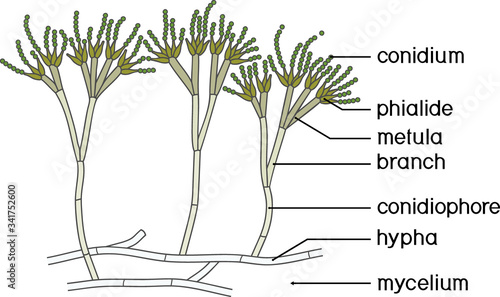 Structure of Penicillium. Mycelium with conidiophore and conidium isolated on white background photo