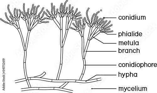 Coloring page with structure of Penicillium. Mycelium with conidiophore and conidium isolated on white background photo