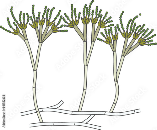 Structure of Penicillium. Mycelium with conidiophore and conidium isolated on white background