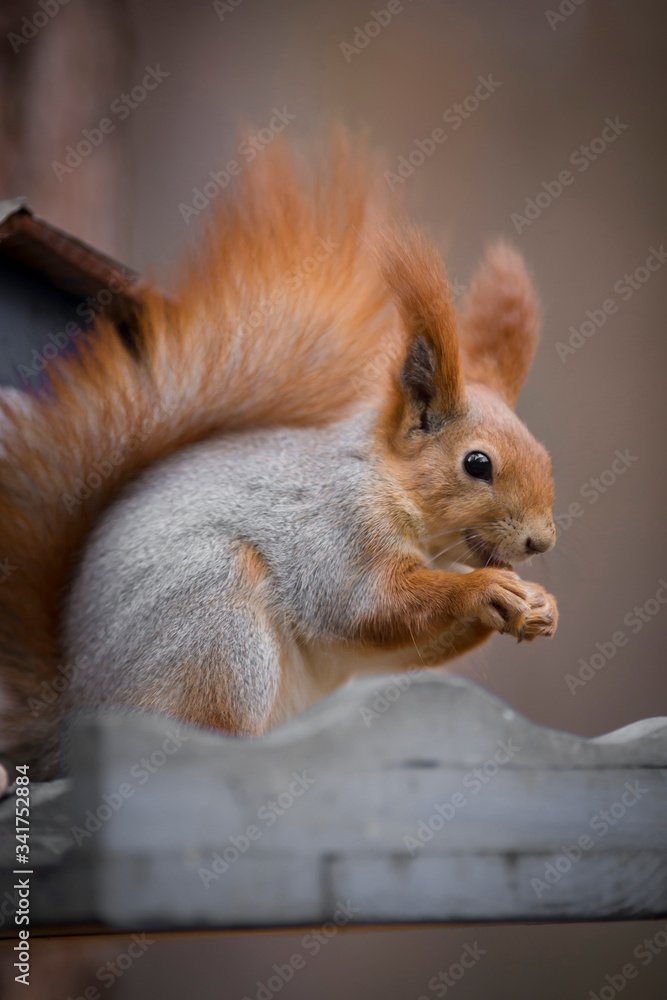 squirrel in the park squirrel in the park