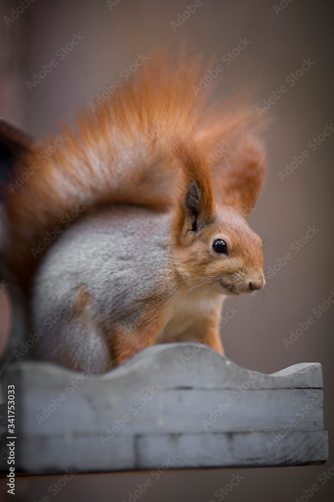 squirrel in the park squirrel in the park