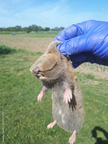 Garden pest mole rat Spalax