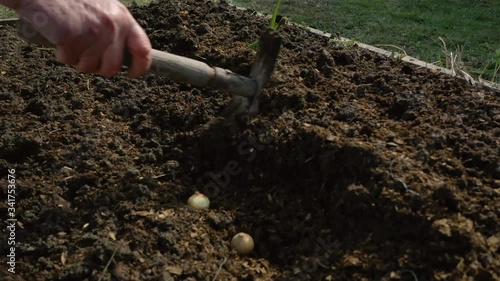 Wallpaper Mural Planting onions in a row in an organic garden with a senile hand in the ground Torontodigital.ca