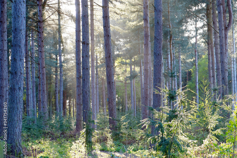 Naklejka premium Wheldrake Woods