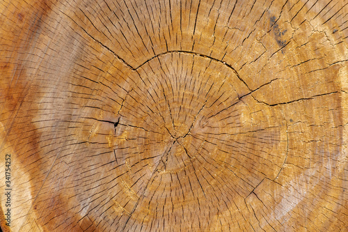 Wood texture of apple tree with cracks and rings