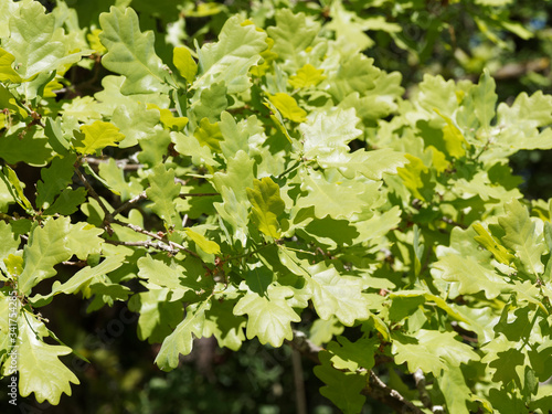 Bouquets de feuilles vert-jaunes à vert luisantes légèrement pâle au dessous du chêne pédonculé (Quercus robur) au printemps