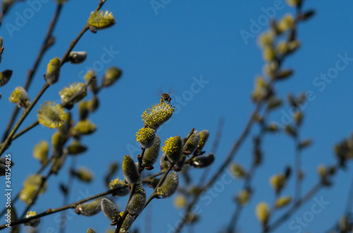 Willow branches with honybee with blue cloudless sky photo