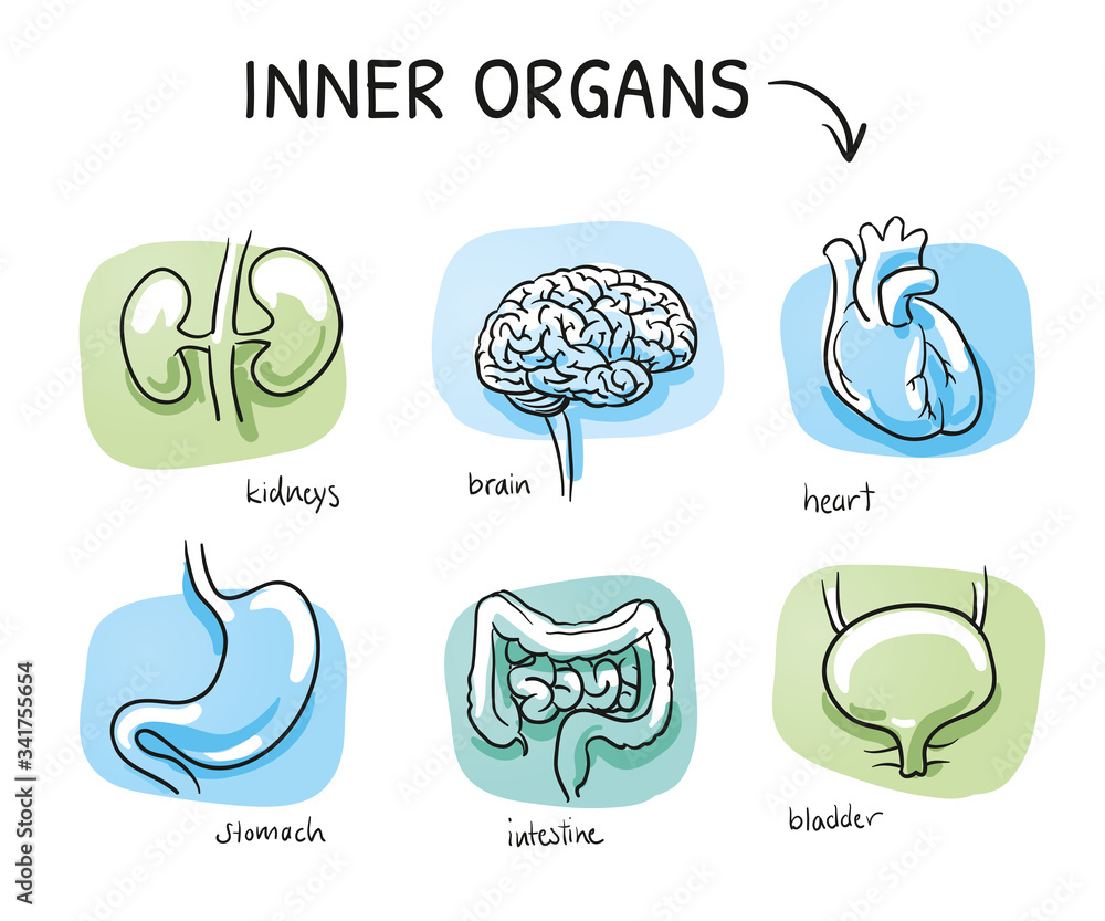 Set of different human inner organs as brain, heart, stomach, intestine, kidneys and bladder, for medical info graphics. Hand drawn cartoon sketch vector illustration, marker coloring on blue green Set of different human inner organs as brain, heart, stomach, intestine, kidneys and bladder, for medical info graphics. Hand drawn cartoon sketch vector illustration, marker coloring on blue green