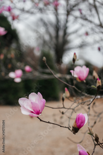 Pink magnolia flowers bloom close up. Beautiful gentle pink flowers bloom in garden