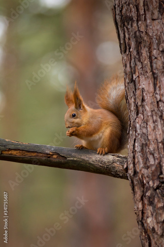 red squirrel on a tree