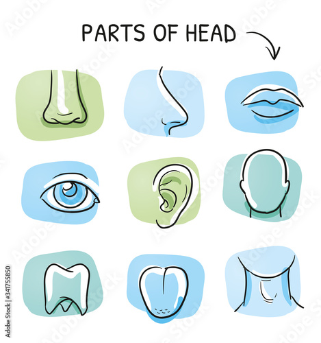 Set of different human parts of the head, for medical info graphics on green and blue tiles. Hand drawn cartoon sketch vector illustration, marker style coloring. 