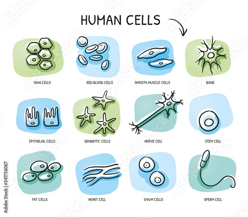 Set of different human cells, for medical info-graphics, nerve, bone, epithelial, muscle, blood, stem, sperm, oocyte. Hand drawn cartoon sketch vector illustration, marker coloring on blue green tiles