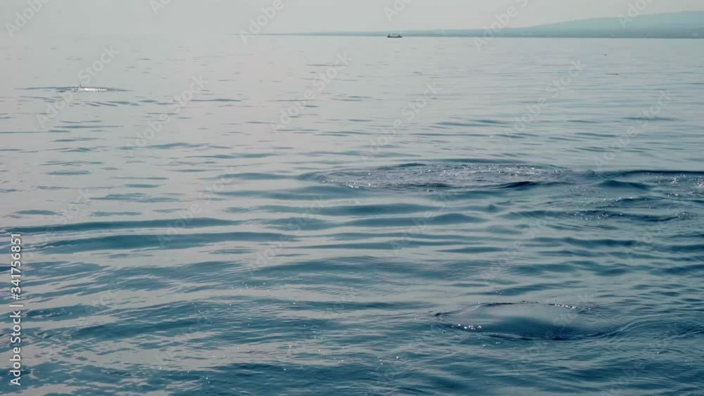 Stenellalongirostris dolphins jumping out of the water Stenellalongirostris dolphins jumping out of the water