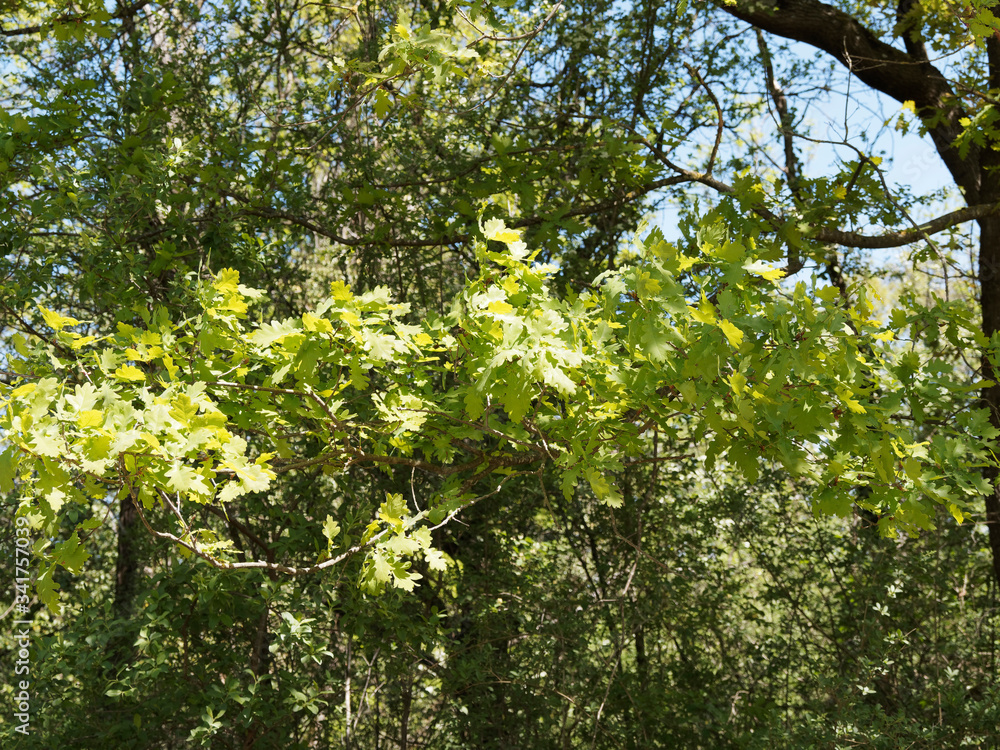 Fototapeta premium (Quercus robur) Chêne pédonculé ou chêne blanc, au feuillage vert-jaune à vert foncé printanier, ramure lisse brun vert, branches horizontales noueuses grisâtre