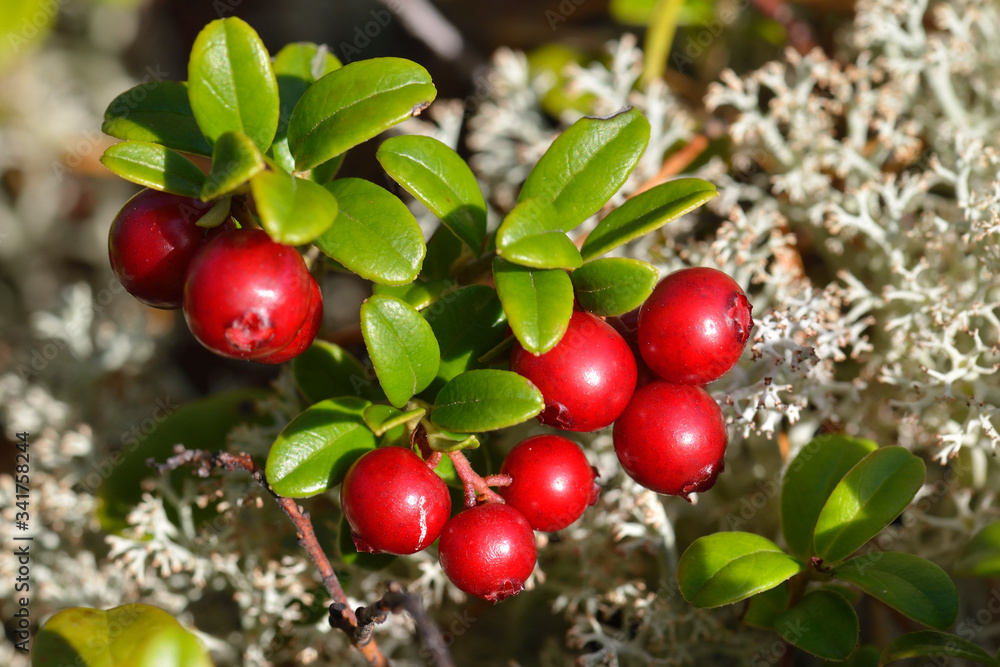 Obraz premium Preiselbeeren zwischen Rentiermoos in Schweden