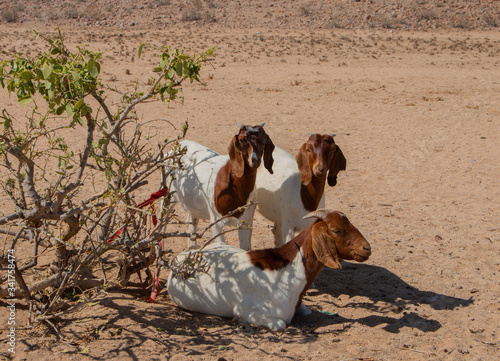 Namibia