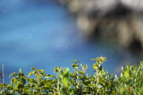 green grass and blue sea