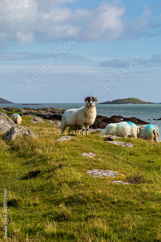 Sheep grazing near the coast, on the Hebridean island of South Uist photo