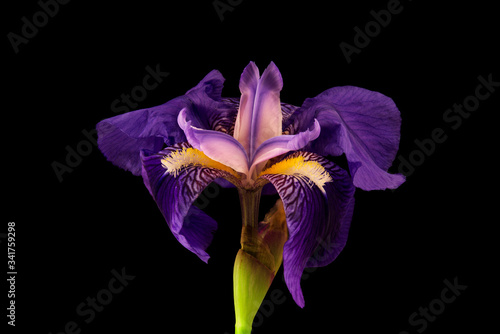 beautiful iris flower on black background