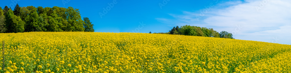 Obraz premium Idyllisches Rapsfeld im Frühling