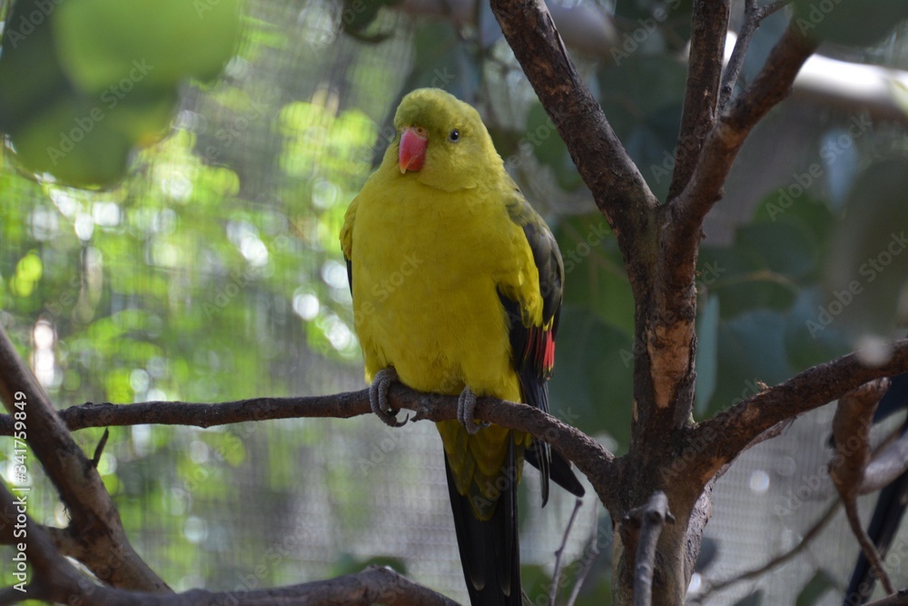 Obraz premium Beautiful parrot