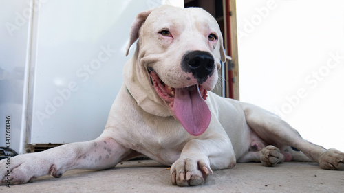 Smiling Dog Dogo Argentino resting. Argentinian Mastiff. Beautiful white dog closeup portrait. Copy space. Negative space.