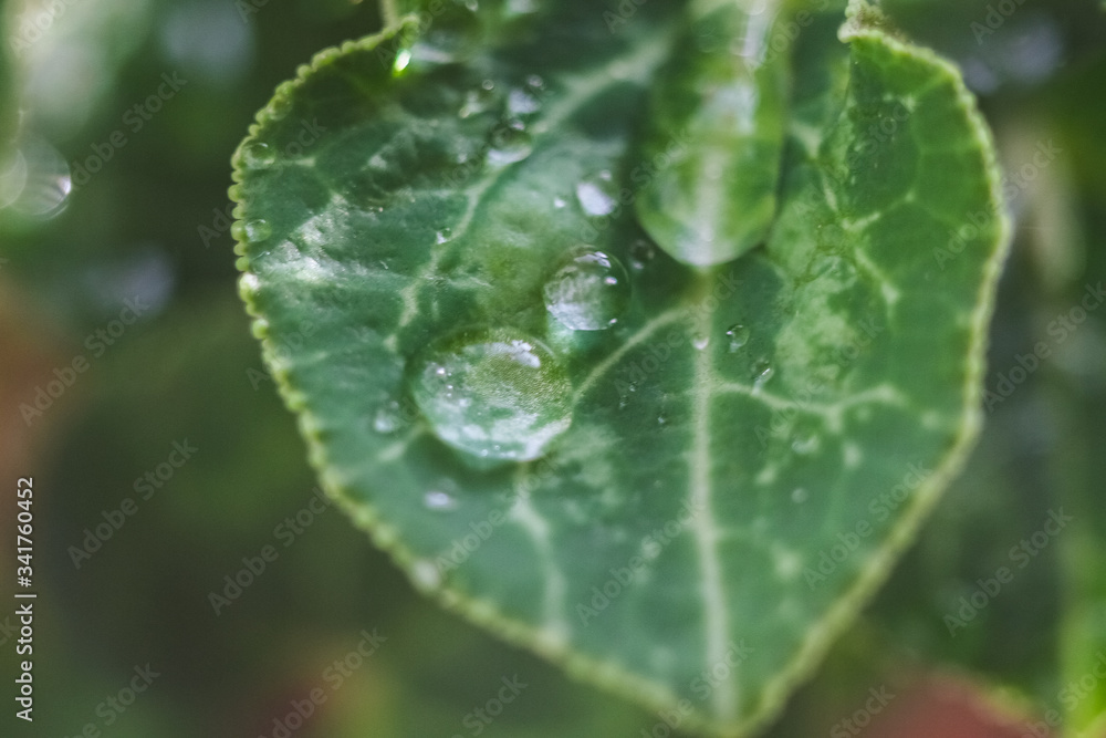 Water drops on a leaf. Green background Water drops on a leaf. Green background