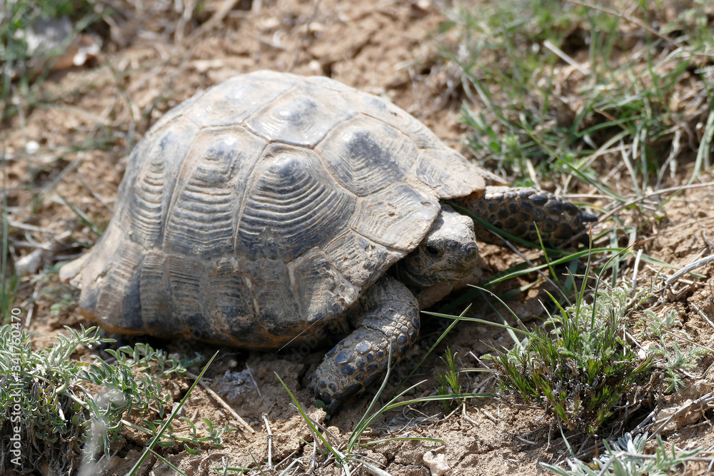 old land turtle in the field, close-up turtle, old land turtle in the field, close-up turtle,