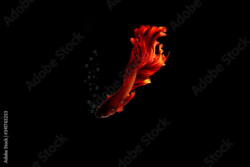 red multi color Siamese fighting fish.Multi color fighting fish isolated on black background.Bubbles  with red fish.	