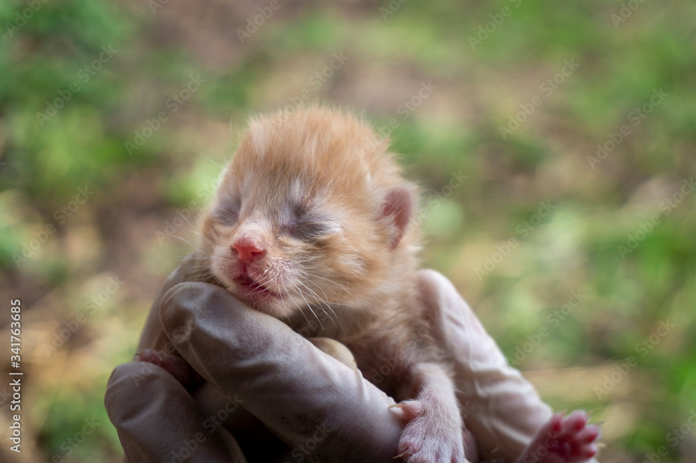 Person holding a tiny ginger kitten with shut eyes Person holding a tiny ginger kitten with shut eyes
