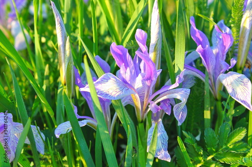 violet-blue flowers of wild iris  covered with drops of summer rain  on a green background of meadow grasses