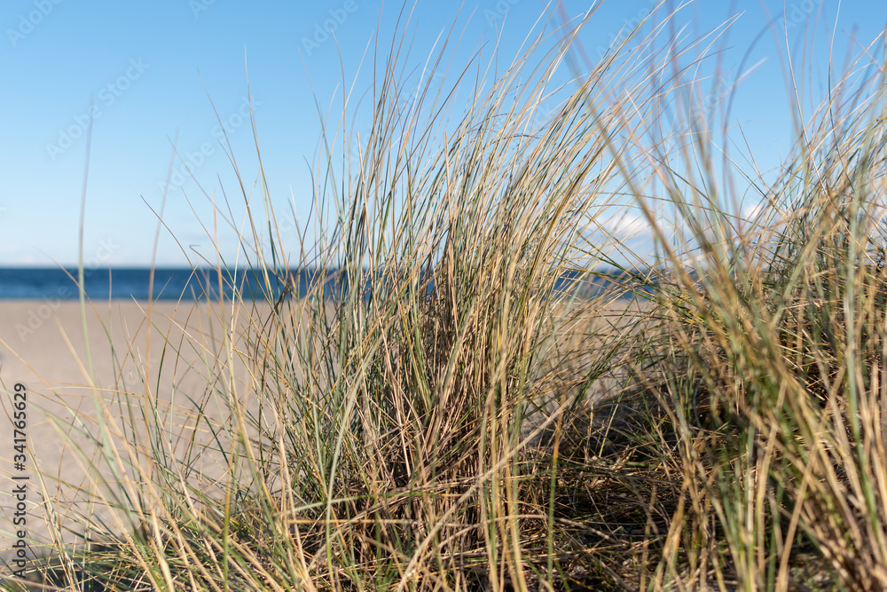 Fototapeta premium grass on the beach during spring with no people for the quarantine