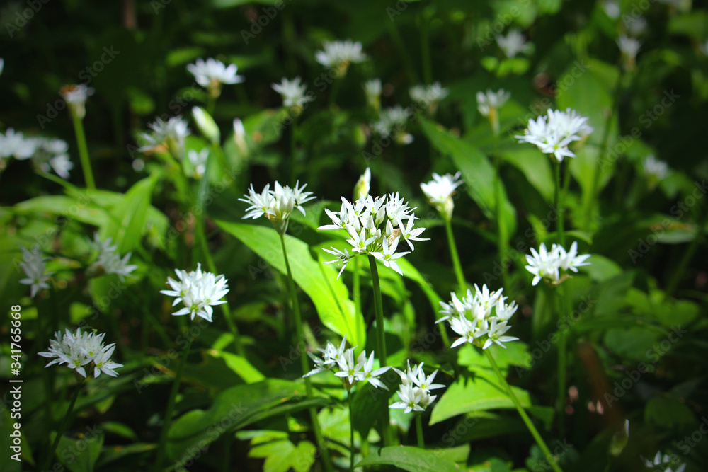 Bear's garlic (Allium ursinum) flowering in the woodland in spring Bear's garlic (Allium ursinum) flowering in the woodland in spring