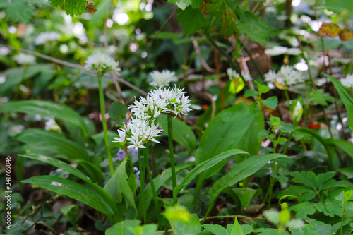 Bear's garlic (Allium ursinum) flowering in the woodland in spring