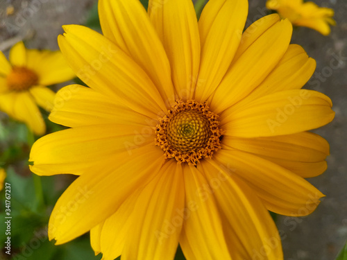 Close-up of marigold flower on green natural summer background. Calendula medicinal plant petals. Calendula officinalis flower field plant