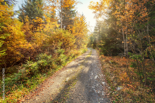 Fototapeta Naklejka Na Ścianę i Meble -  Dust and rock forest road, autumn coloured trees on both sides, sun backlight in background