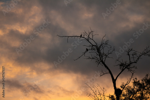 Many birds on a dry tree during sunset.