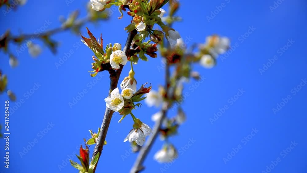 Cherry blossom, close-up detailed of many white flowers on a branch of Cherry tree on the background of blue sky growing in the garden on sunny, windy day. farming and growing organic products. Cherry blossom, close-up detailed of many white flowers on a branch of Cherry tree on the background of blue sky growing in the garden on sunny, windy day. farming and growing organic products.