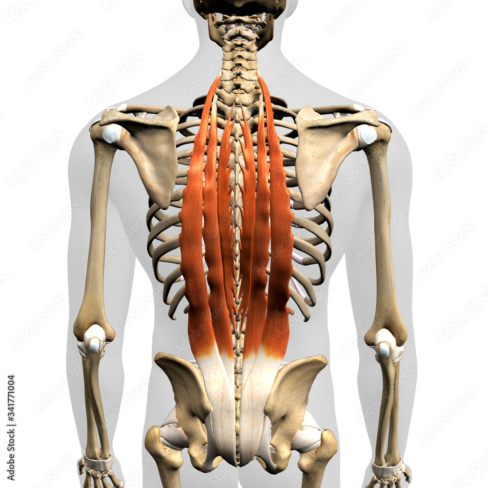 Erector Spinae Muscles in Isolation Rear View of Upper Back Human