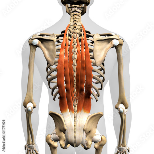 Erector Spinae Muscles in Isolation Rear View of Upper Back Human Anatomy photo