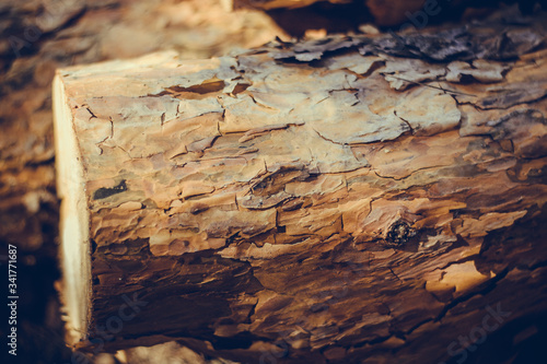 Close up of pine bark. Brown background. Coniferous tree trunk. Wood texture. Coniferous tree trunk.