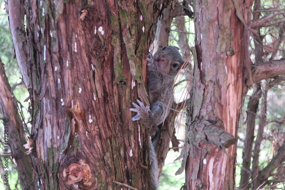 Close Up Of Baby Squirrel Climbing Tree (Right Side of Tree) Close Up Of Baby Squirrel Climbing Tree (Right Side of Tree)