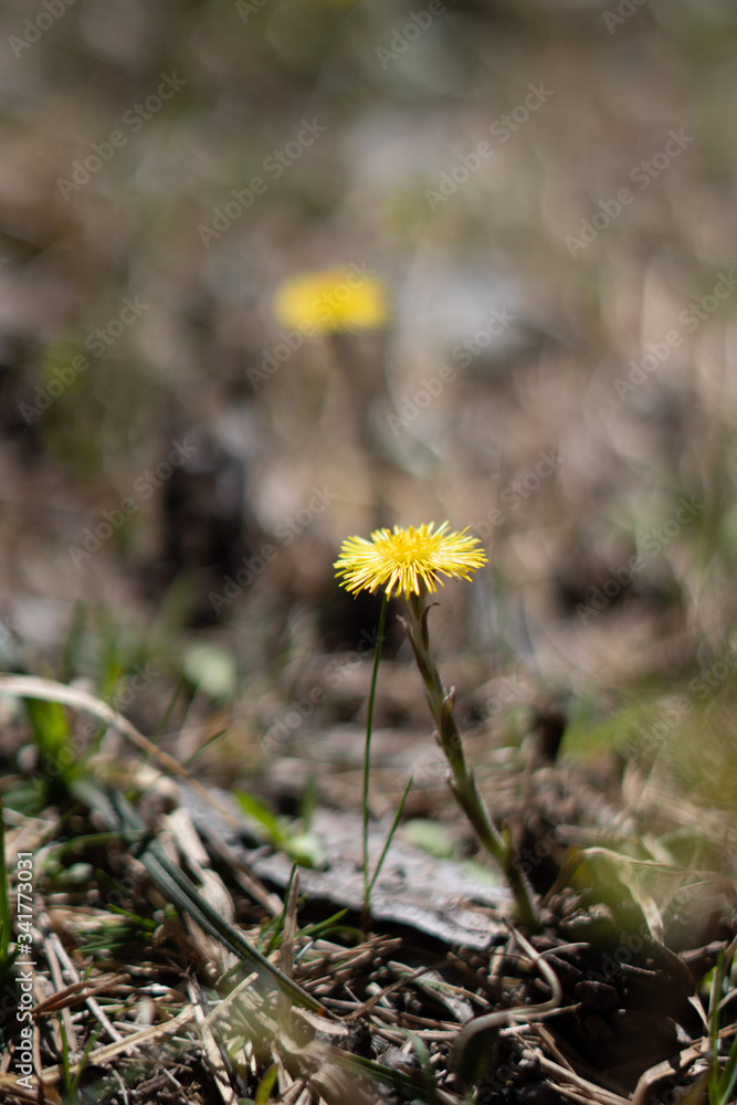 Makroaufnahmen von Waldblumen mit Tieren Makroaufnahmen von Waldblumen mit Tieren