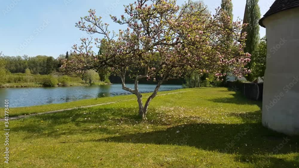 magnolia en fleur au bord du Rhin - Suisse 