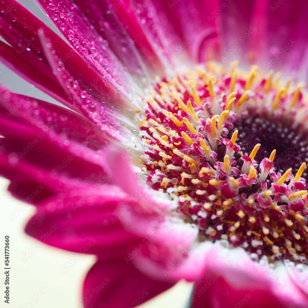 Obraz premium Gerbera
