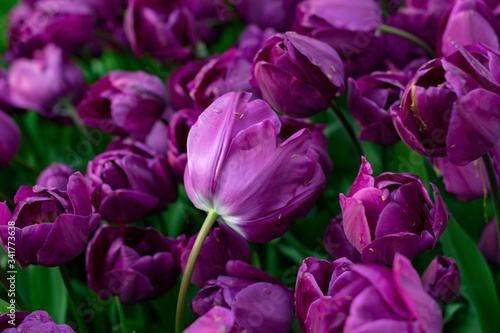 Beautiful purple tulips with water droplets for background