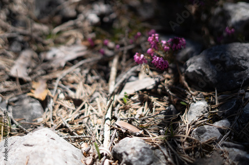 Wallpaper Mural Makroaufnahmen von Waldblumen mit Tieren Torontodigital.ca